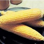 Sweet Corn Incredible F1