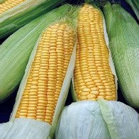 Load image into Gallery viewer, Sweetcorn Swift F1