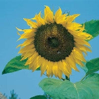 Sunflower Giant Single