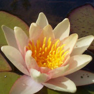 Water lily Sioux