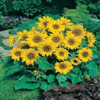 Sunflower Little Leo Dwarf variety