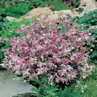 Stock Night Scented