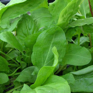 SAFLAX Semi BIO Di Acetosa 400 Pezzi Per Orto E Giardino | Pianta Perenne Da 25-50 Cm Per Insalate E Salsa Verde
