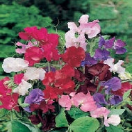 Sweet Pea Bouquet Mixed