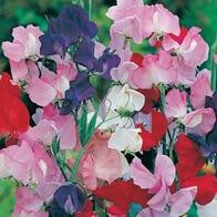 Sweet Pea Galaxy Mixed