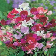 Sweet Pea Old Spice Mixed