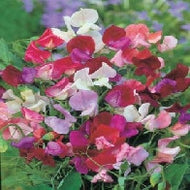 Sweet Pea Old Spice Mixed