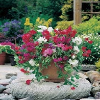 Load image into Gallery viewer, Sweet Pea Patio Mixed