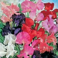 Sweet Pea Tall Mixed