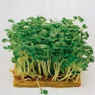 Load image into Gallery viewer, Sprouting Seeds, Mustard White