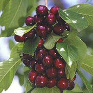 'Stella' Cherry Tree