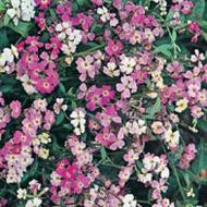 Stock Virginian Stock Finest Mix