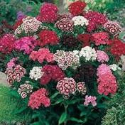 Sweet William Single Mixed