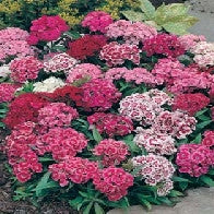 Sweet William 'Monarch Mixed'