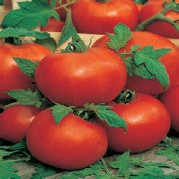 Tomato Ailsa Craig (Standard)