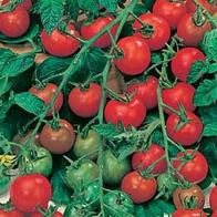Tomato Gardener's Delight AGM (Large Cherry) seeds