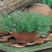 Thyme