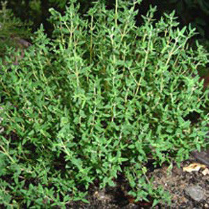 Thymus vulgaris 'Common Garden Thyme'