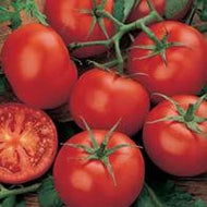 Tomato Moneymaker (Standard) seeds
