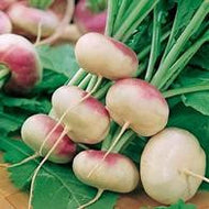 Turnip Purple Top Milan