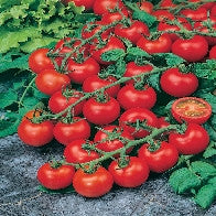 Tomato Red Cherry (Cherry)