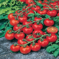 Tomato Red Cherry (Cherry)