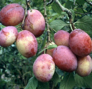 'Victoria' Plum Tree
