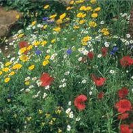 Wildflower Cornfield Mixture