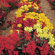 Wallflower Dwarf Bedding Mixed