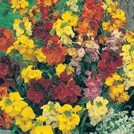 Wallflower Choice Mixed