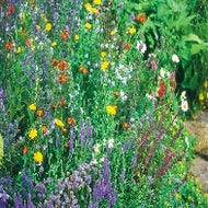 Wildflower Wildlife Mixture